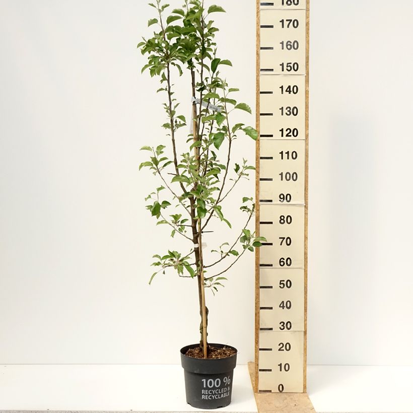 Melo Karneval Vaso da 7,5L/10L, Vasetto esemplare consegnato in primavera