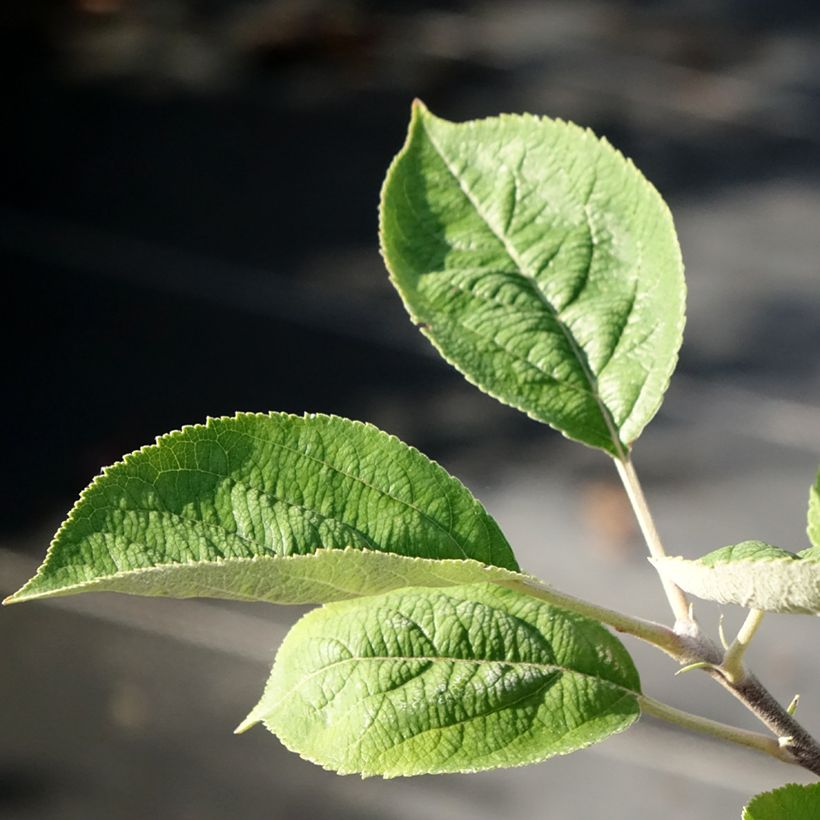 Melo Kosztela (Fogliame)