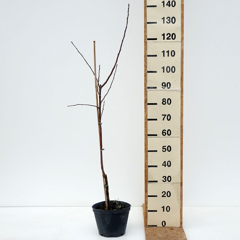 Esemplare di Melo Kosztela Vaso da 4L/5L, Astone come consegnato in autunno