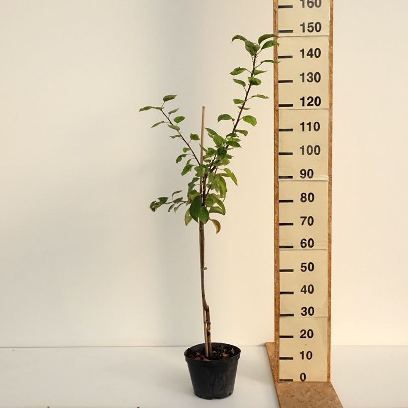 Esemplare di Melo Kosztela Vaso da 4L/5L, Astone consegnato in estate