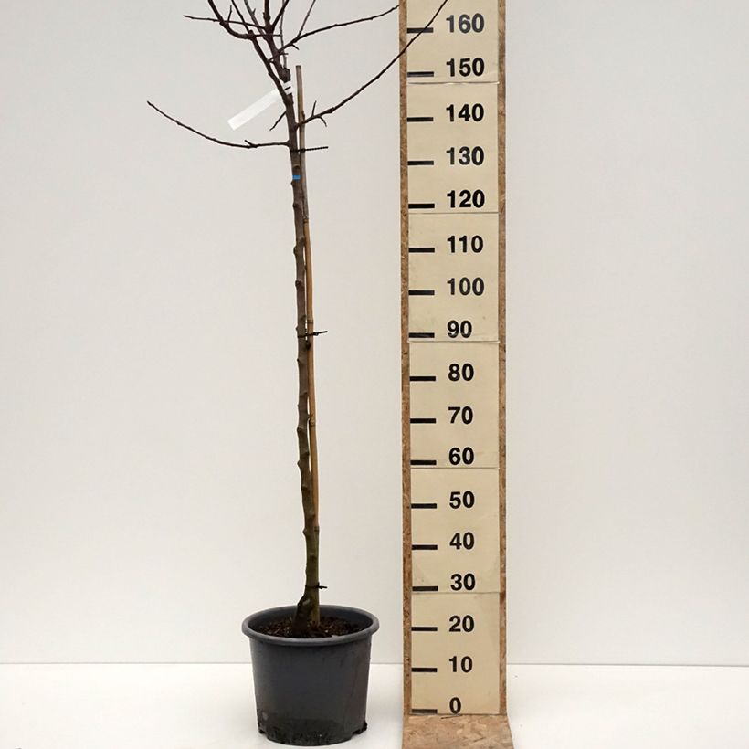 Pommier Belchard - Malus domestica Chanteclerc Pot de 12L/15L, Demi-Tige esemplare consegnato in inverno