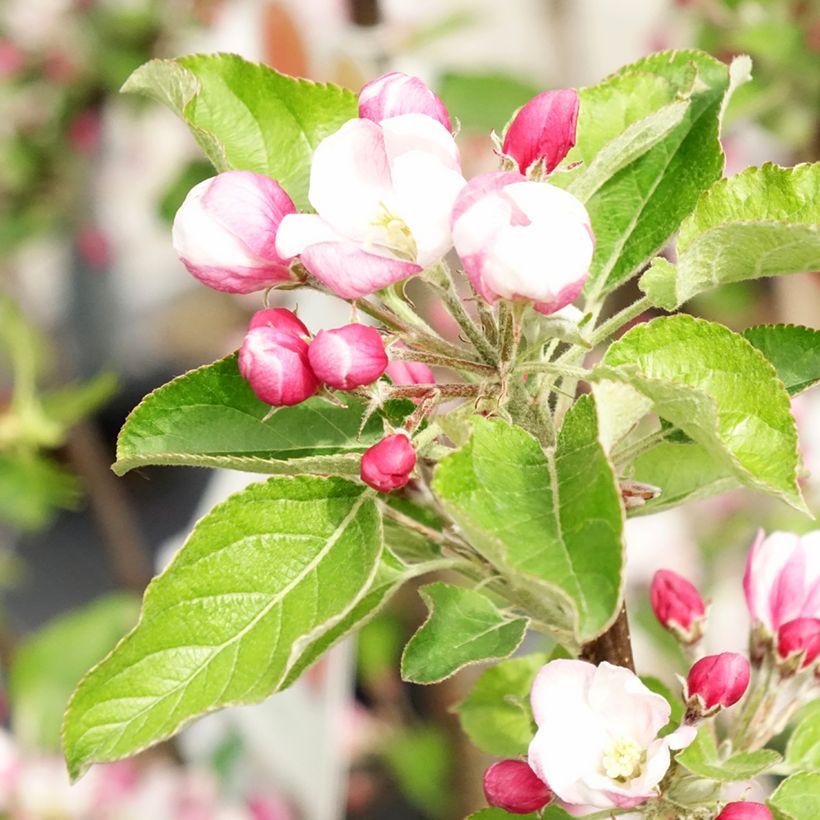 Melo Braeburn (Fioritura)