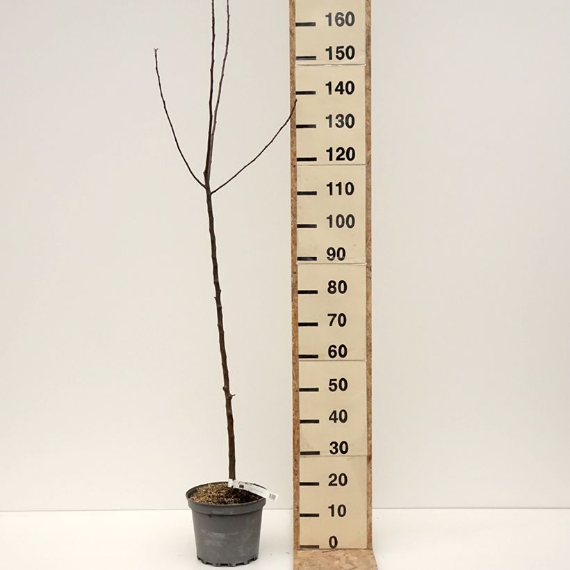 Melo Braeburn Vaso da 7,5L/10L, Astone esemplare consegnato in inverno