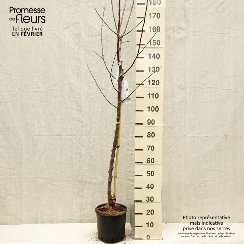 Pommier Reinette Blanche du Canada Pot de 7,5L/10L, Demi-Tige esemplare consegnato in inverno