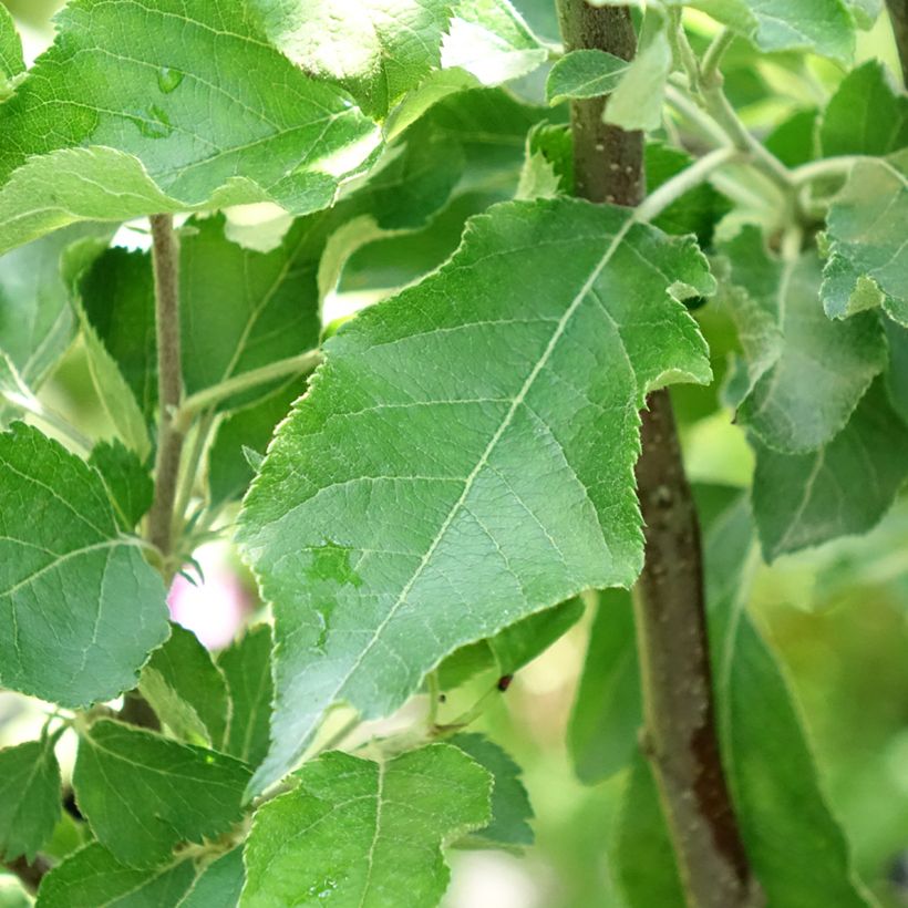 Melo Melrose (Fogliame)