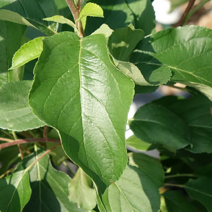 Melo nano Fruit Me Apple Me Yellow Golden (Fogliame)