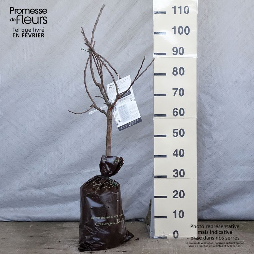 Melo nano Croquella delgrina Zolla 'Pronta da piantare', Vaso impalcato basso esemplare consegnato in inverno