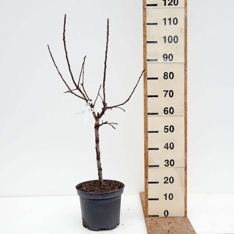 Melo nano Croquella delgrina Vaso da 7,5L/10L, Vaso impalcato basso esemplare consegnato in inverno