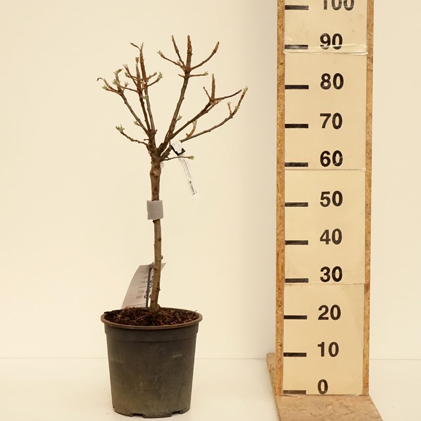 Melo nano Delicado Vaso da 7,5L/10L, Vaso impalcato basso esemplare consegnato in primavera