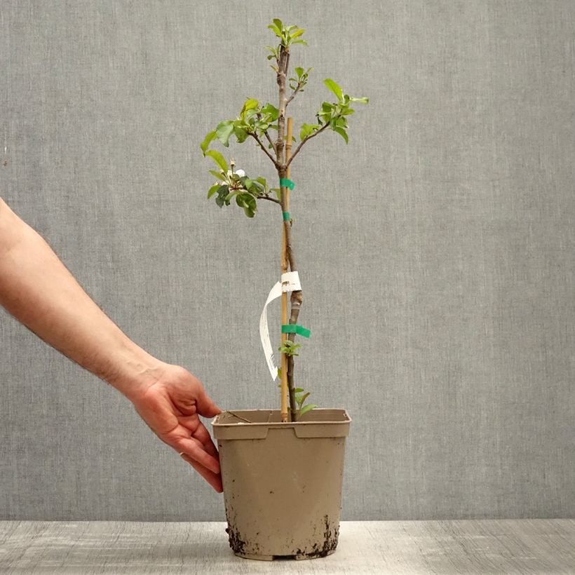 Melo nano Fruit Me Apple Me Red Gala Vaso da 4L/5L, Nano esemplare consegnato in primavera