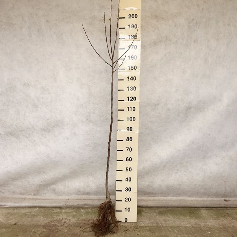 Esemplare di Pommier Rambour d'Hiver  Grandes Racines nues, Demi-Tige come consegnato in autunno