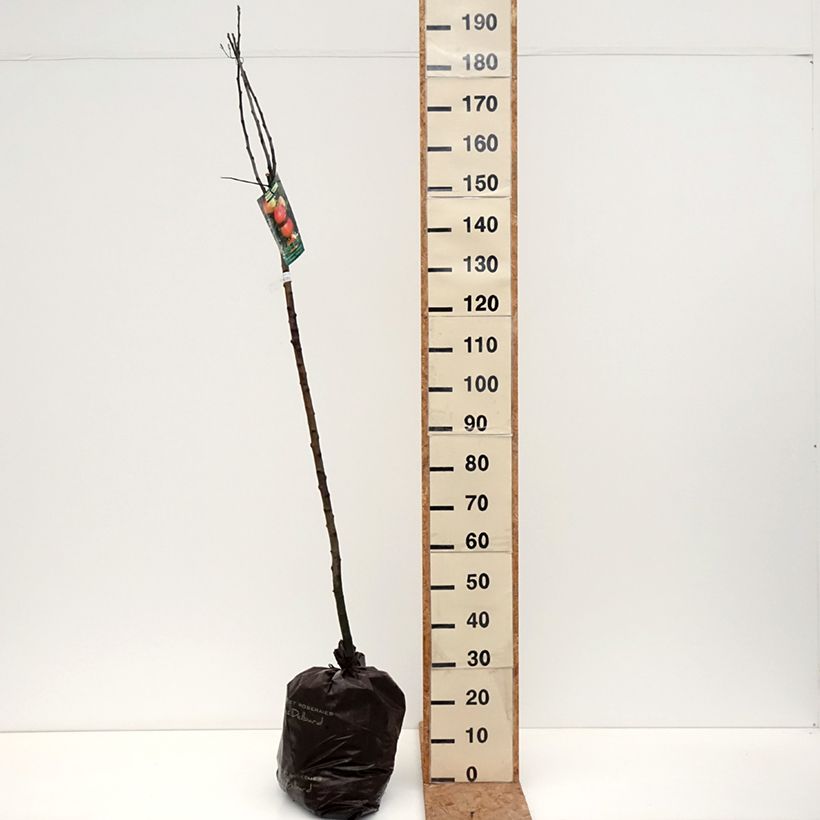 Esemplare di Melo Rambour d'Hiver Zolla 'Pronta da piantare', Vaso impalcato medio come consegnato in autunno