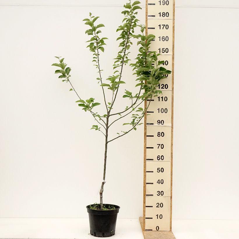 Melo Regina delle Renette Vaso da 7,5L/10L, Vasetto esemplare consegnato in primavera