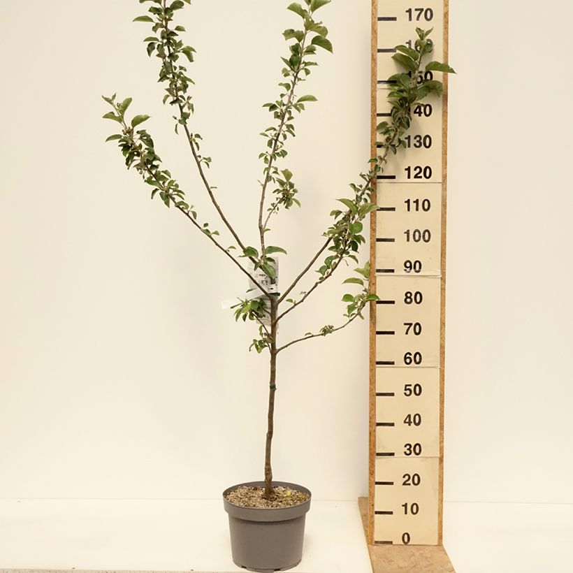 Example of Melo Renetta bianca du Canada Vaso da 7,5L/10L, Vasetto as you get in printemps