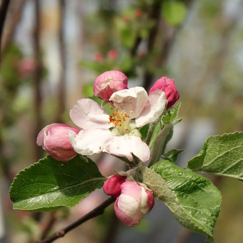 Melo Renetta Clochard (Fioritura)
