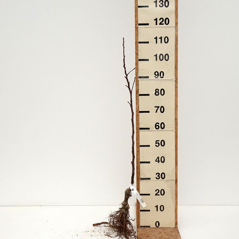 Melo Reinette de Brive Bio Piante grandi a radice nuda, Astone esemplare consegnato in inverno