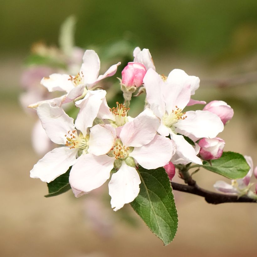 Melo Reinette de Caux (Fioritura)