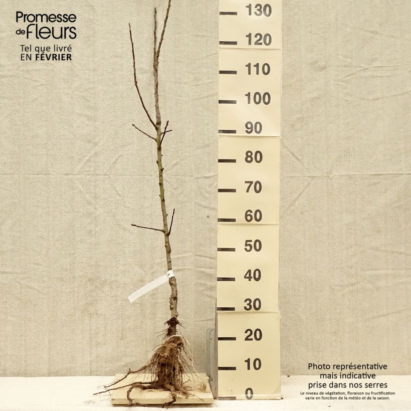 Melo Renetta dalla Francia Piante grandi a radice nuda, Vasetto esemplare consegnato in inverno