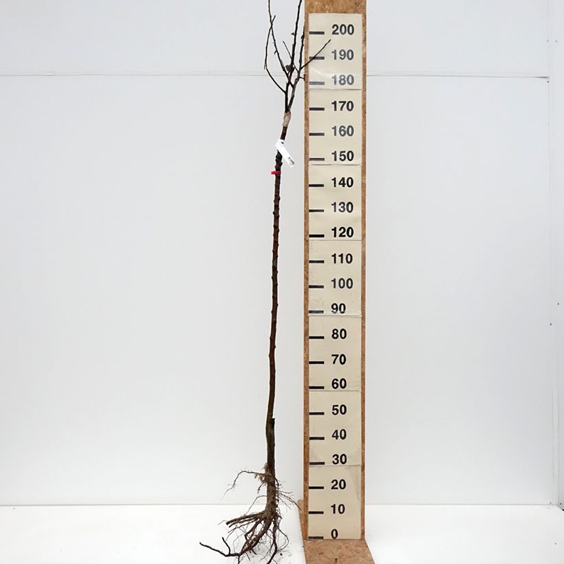 Melo Renetta dalla Francia Piante grandi a radice nuda, Vaso impalcato medio esemplare consegnato in inverno