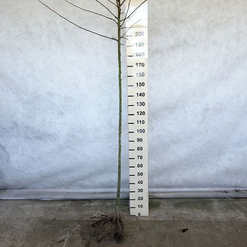 Melo Renetta stellata Piante grandi a radice nuda, Vaso impalcato alto esemplare consegnato in inverno