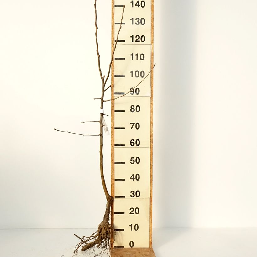 Melo Renetta stellata Piante grandi a radice nuda, Vasetto esemplare consegnato in inverno