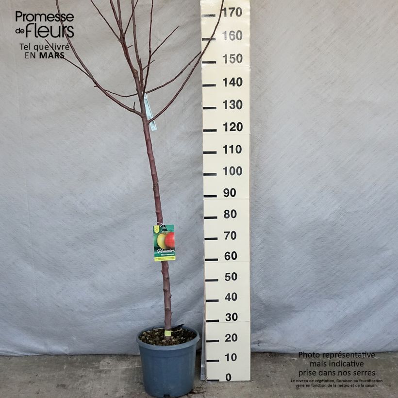 Melo Renetta del Canada Vaso da 7,5L/10L, Vaso impalcato medio esemplare consegnato in primavera