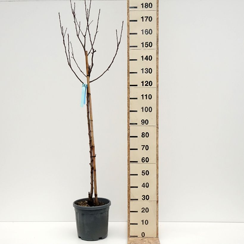 Pommier Royal Gala Pot de 7,5L/10L, Demi-Tige esemplare consegnato in inverno