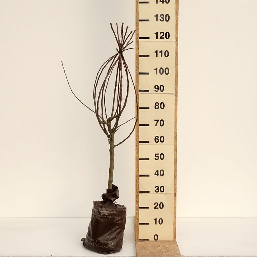 Example of Melo Royale Delbard delfloga Zolla 'Pronta da piantare', Vasetto as you get in printemps