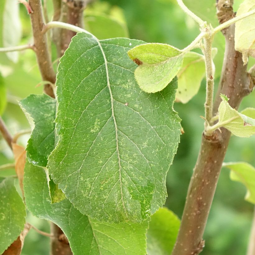 Melo Starking Delicious (Fogliame)