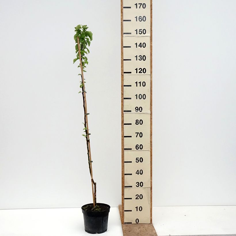 Melo Truskawkowe Nietschnera Vaso da 4L/5L, Astone esemplare consegnato in primavera