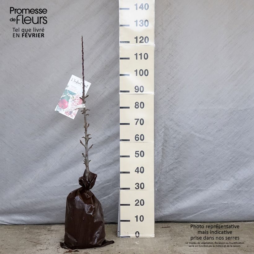 Melo colonnare Vaux Le Vicomte delcosu Zolla 'Pronta da piantare', Colonnare esemplare consegnato in inverno