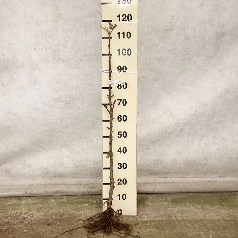 Esemplare di Melo colonnare Vaux Le Vicomte delcosu Piante grandi a radice nuda, Colonnare come consegnato in autunno