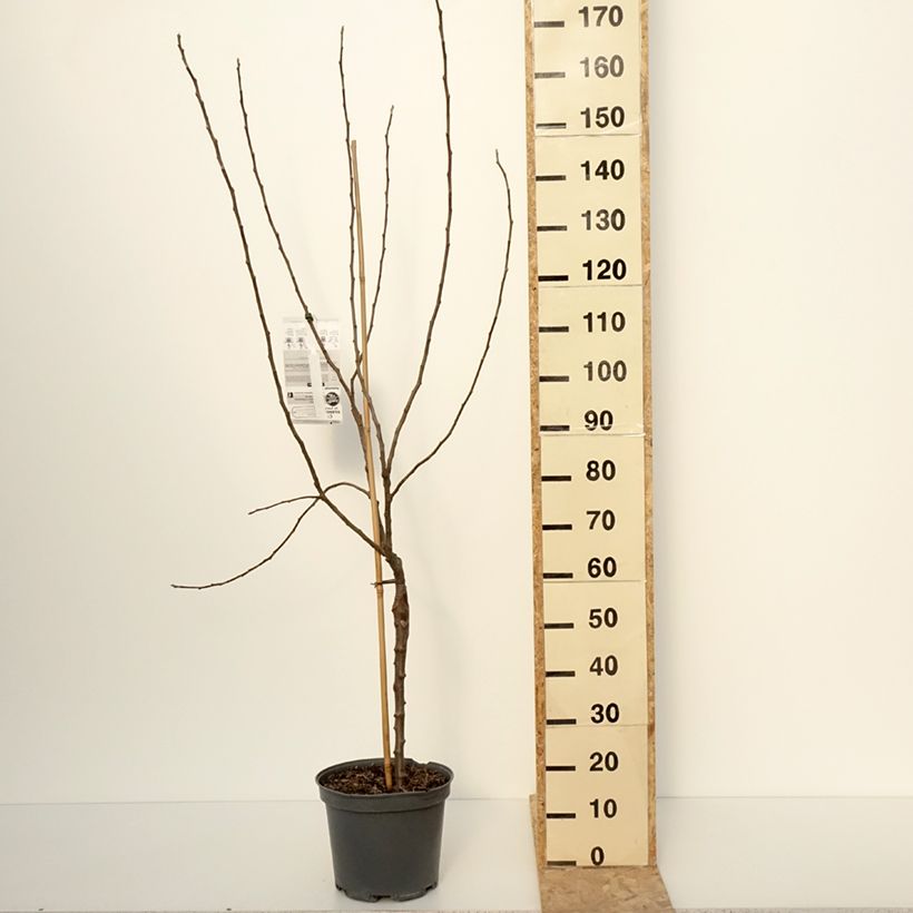 Pommier Winter Banana Pot de 7,5L/10L, Gobelet esemplare consegnato in inverno