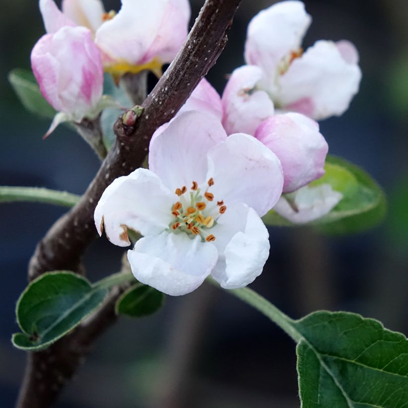Melo Winter Banana (Fioritura)