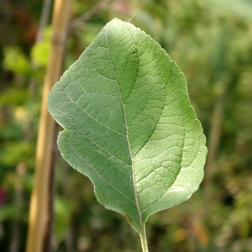 Melo Złotka Kwidzyńska (Fogliame)