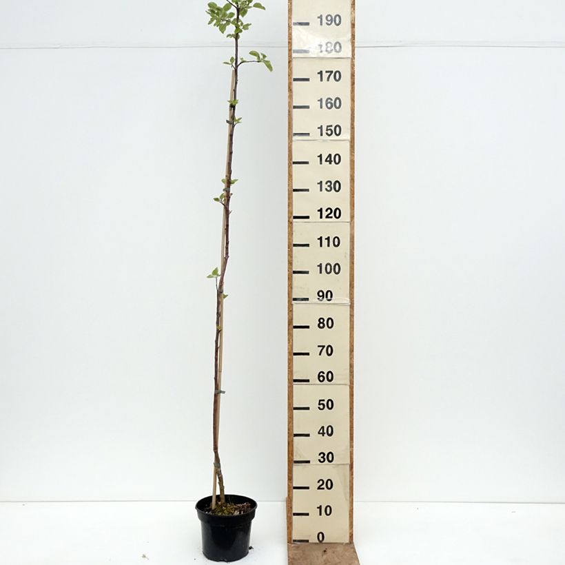 Melo Złotka Kwidzyńska Vaso da 4L/5L, Astone esemplare consegnato in primavera