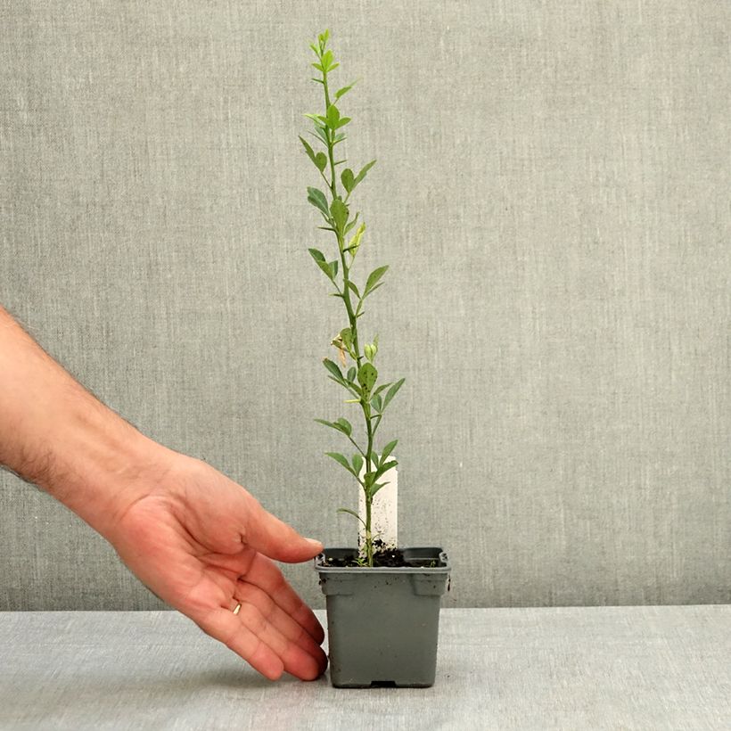 Esemplare di Poncirus trifoliata - Arancio trifogliato Vasetto da 8/9 cm consegnato in estate
