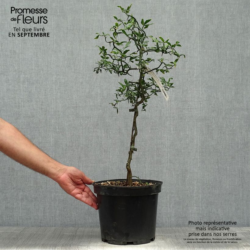 Esemplare di Poncirus trifoliata Flying Dragon - Arancio trifogliato Vaso da 2L/3L come consegnato in autunno
