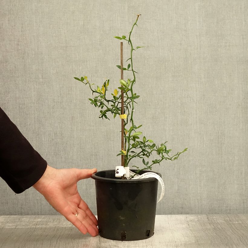 Esemplare di Poncirus trifoliata Flying Dragon - Citronnier tortueux Pot de 2L/3L come consegnato in autunno