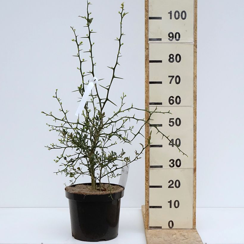 Poncirus trifoliata Flying Dragon - Arancio trifogliato Vaso da 2L/3L esemplare consegnato in primavera