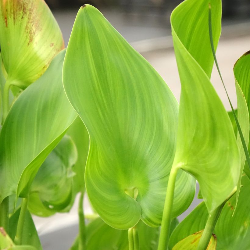 Pontederia cordata Pink Pons (Fogliame)