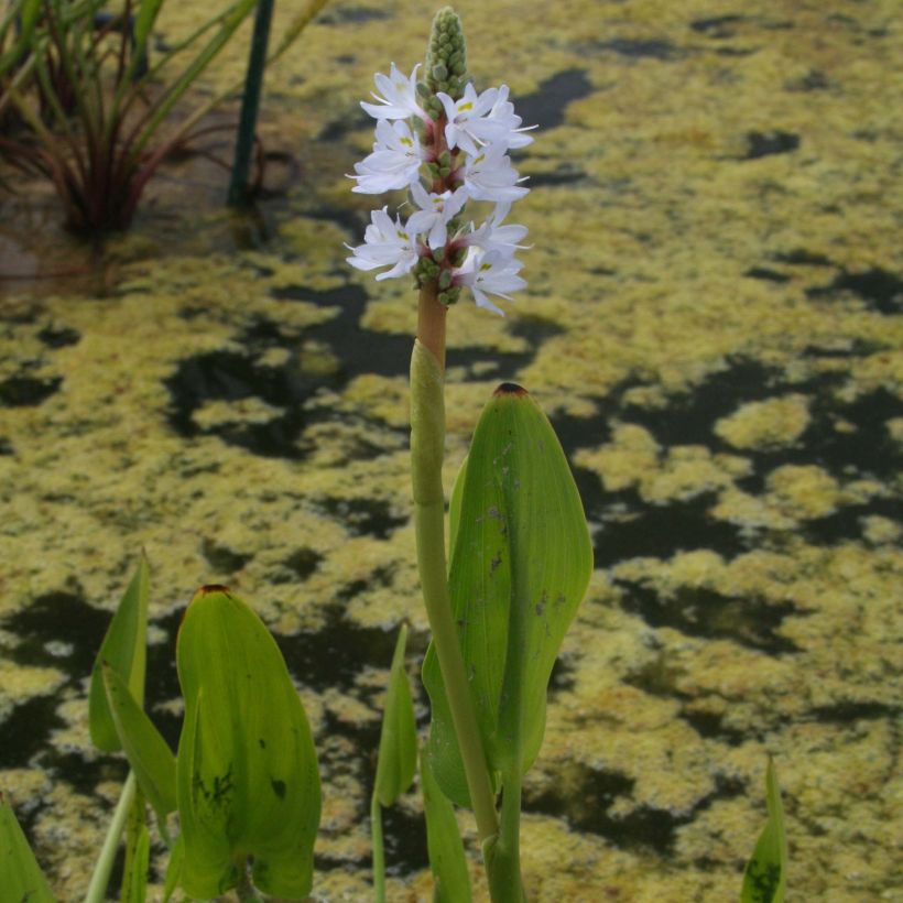 Pontederia cordata White Pike (Fioritura)