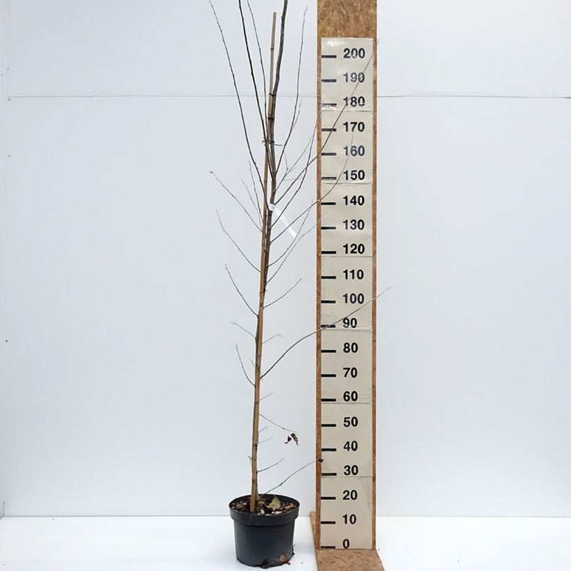 Esemplare di Populus alba - Pioppo bianco Vaso da 7,5L/10L come consegnato in autunno