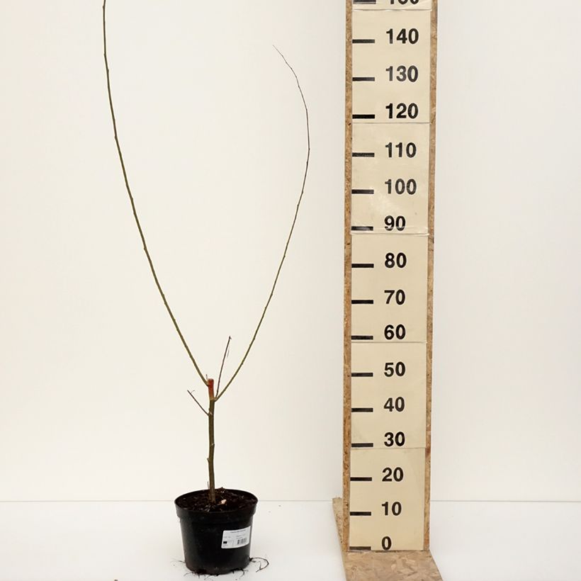 Populus alba Richardii - Pioppo bianco Vaso da 4L/5L esemplare consegnato in inverno