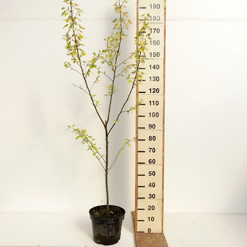 Populus alba Richardii - Pioppo bianco Vaso da 4L/5L esemplare consegnato in primavera