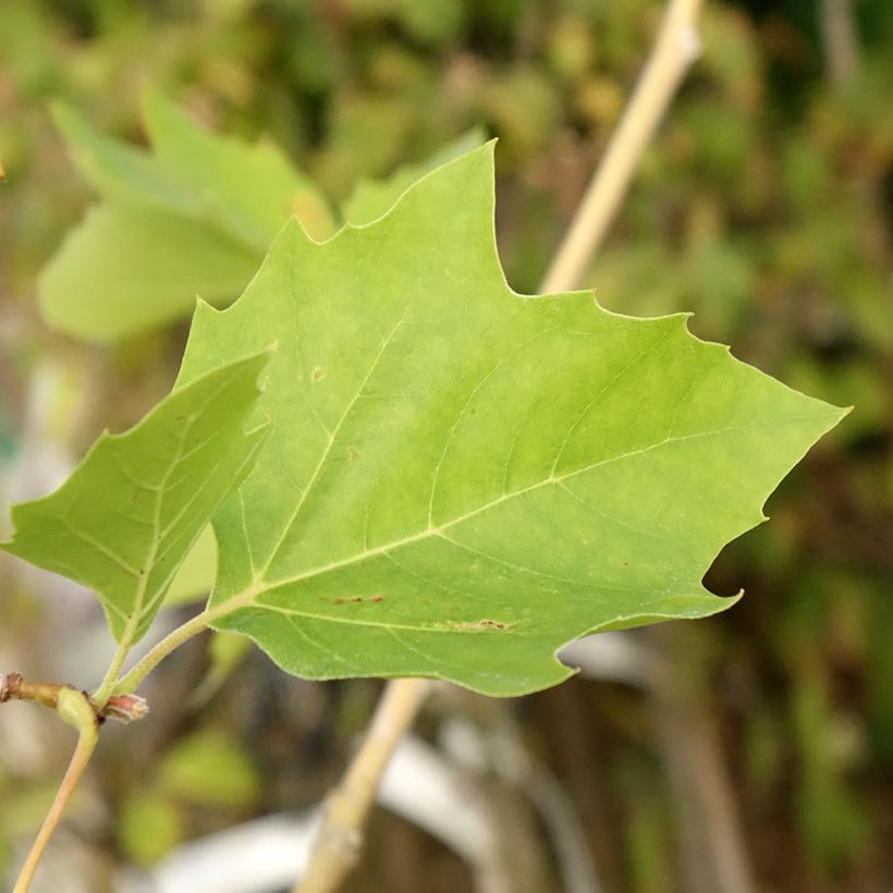 Populus nigra Lombardy Gold - Pioppo nero (Foliage)