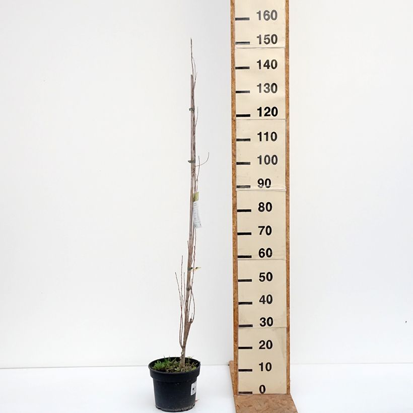 Esemplare di Populus nigra Lombardy Gold - Pioppo nero Vaso da 3L/4L come consegnato in autunno