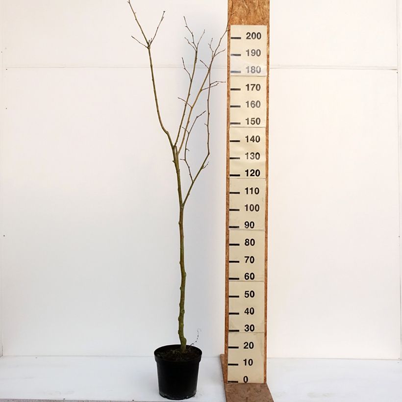 Example of Populus nigra Lombardy Gold - Pioppo nero Vaso da 3L/4L as you get in hiver