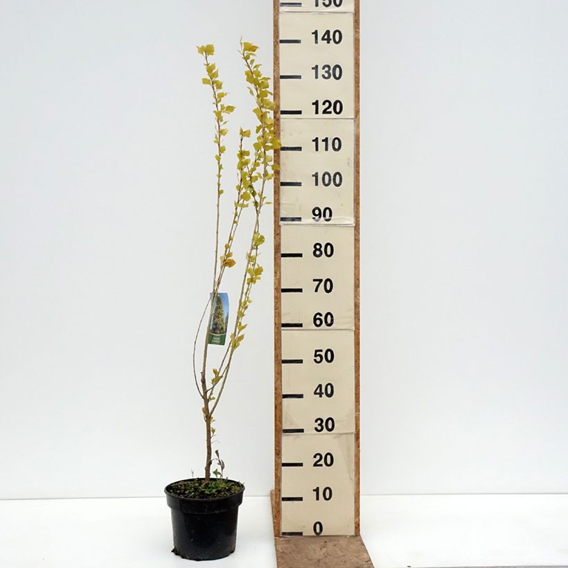 Populus nigra Lombardy Gold - Pioppo nero Vaso da 3L/4L esemplare consegnato in primavera