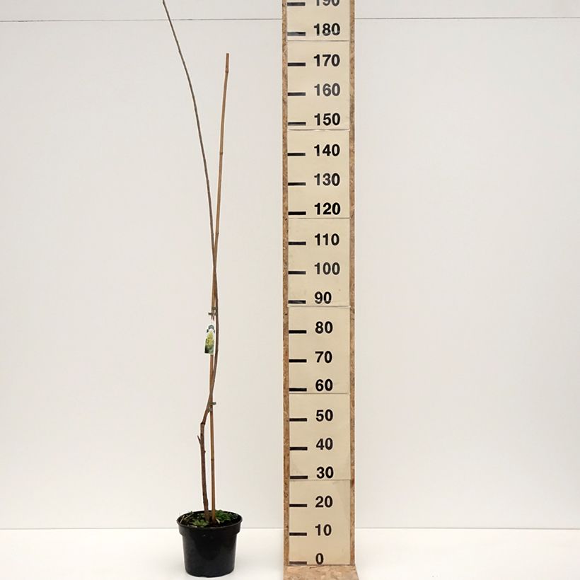 Populus x canadensis Serotina Aurea - Pioppo del Canadà Vaso da 4L/5L esemplare consegnato in inverno